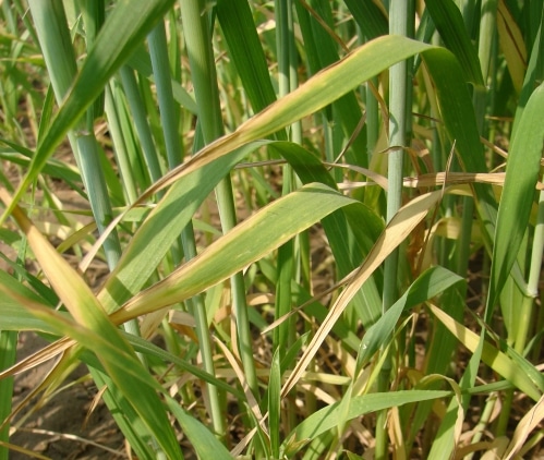 For soils low in K, deficiencies symptoms will show in cereals before canola. This is K deficiency in barley. Source: IPNI
