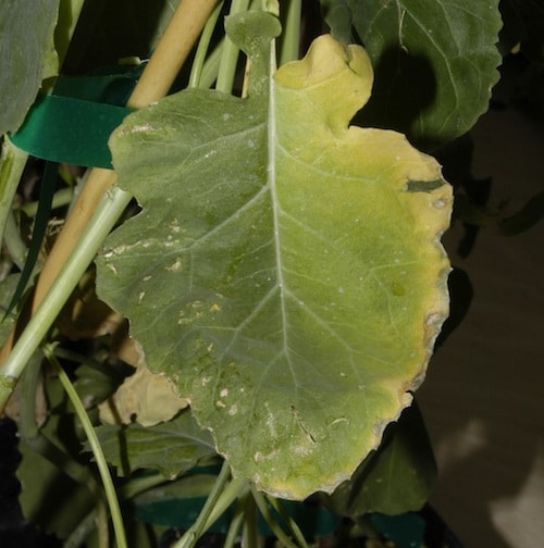 Yellowing at leaf margins is typical of potassium deficiency.