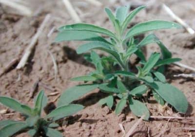 Kochia grows quickly, and patches should be sprayed with an "effective" tank mix in the pre-seed window.