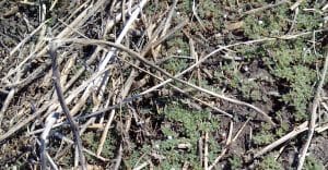 Kochia Brackenreed photo, Canola Watch