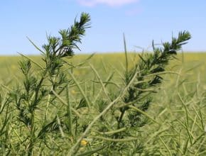 kochia at harvest
