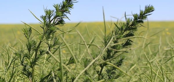 kochia at harvest