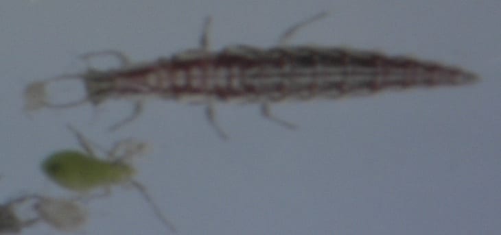 Lacewing and lygus nymph