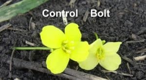This photo shows how glyphosate applied late (at bolting) to Roundup Ready canola can affect the flowers, and ultimately yield. Source: Chris Willenborg
