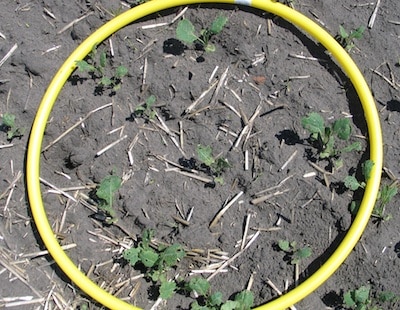 Hybrid canola stands with fewer than 5 plants per square foot cannot reach their yield potential. You want at least 5 plants and ideally 7-10 to allow for some plant loss to disease and insects.