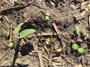 weeds ready for a pre-seed burnoff