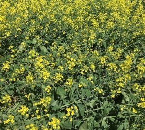 Lodged canola. This could still spring back up by harvest time. Credit: Warren Ward