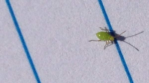Don't count these tiny ones without the black dots. This photo was taken on a lined notepad to show the size. Source: Justine Cornelsen