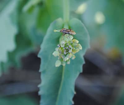 Lygus on bud, Erin Brock_opt