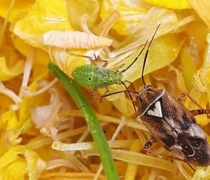 Lygus adult and nymph in a sweep net.