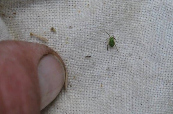 Count this one. It is developing wingpads and has the black dots. Credit: Keith Gabert