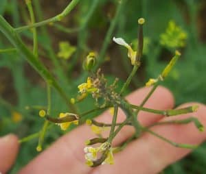 Aphids did this. Credit: Autumn Barnes
