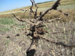 Clubroot found in Manitoba. Source: Anastasia Kubinec, MAFRD