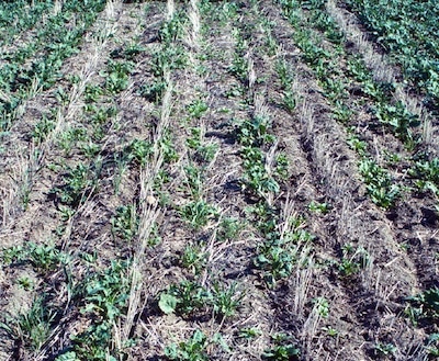 Seeding at speeds too high for the drill and conditions can result in a stand like this one. Source: Blaine Metzger