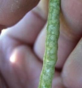 Moderate frost damage can cause white speckling on pods, but pods remain intact and pliable and seed remains green and turgid. Watch closely but the best move may be to let this crop mature further before swathing.