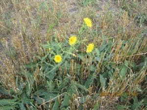 Narrow-leaved hawk's beard