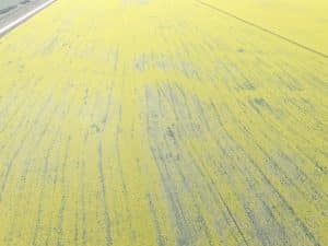 Drone image of field with patches of pale-coloured flowers. Click image to enlarge. Credit: Rob Velestuk