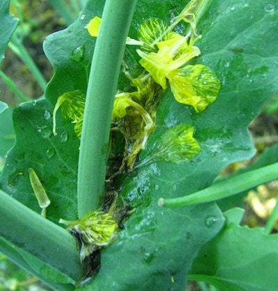 With ample moisture evident in this canopy, these petals fallen near the main stem will likely lead to sclerotinia infection unless they've been sprayed.