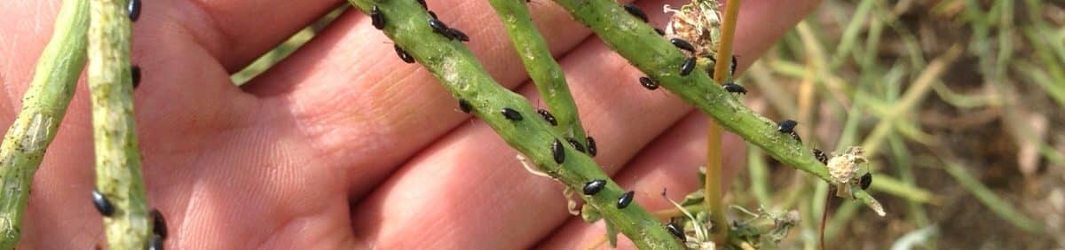 flea beetles on pods