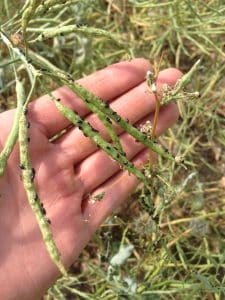 Pod feeding flea beetles_S Alberta_Aug 12 2015_Justine