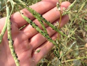 flea beetles on pods