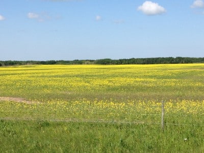 Poor looking typical canola field 2014