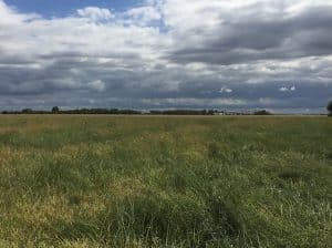 Pre-harvest weeds and green crop. Credit: Ian Epp