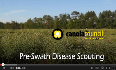Pre-swath disease scouting