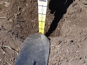 Use a seed depth tool to mark the depth where seed was found. Then use the blade of a shovel to mark ground level on the tool. Credit: Brooke Moon