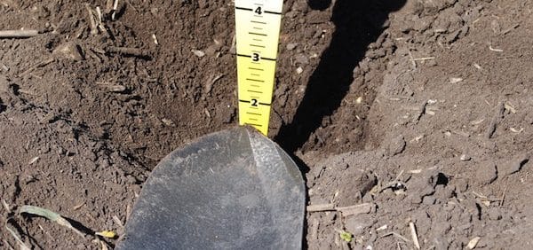 Seed depth assessment | The Canola Council of Canada