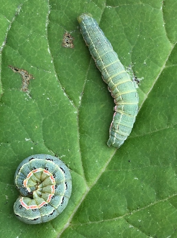 green cutworms