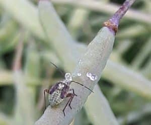 Sap from lygus nymph feeding site.
