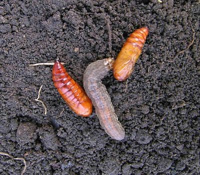 RedbackedCutwormPupaeAndLarva2_opt