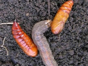 redbacked cutworm with pupae