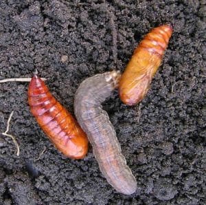 Cutworm_opt redbacked cutworm with pupae