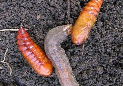 redbacked cutworm with pupae