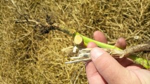 Sclerotinia Cut Stem-and Root with Swathed canola Backdrop