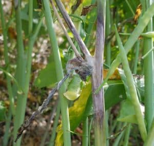 Sclerotinia stem rot disease in a canola field.