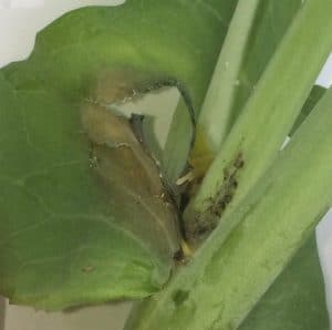 Sclerotinia lesion. See more photos below. Credit: Angel Hewson