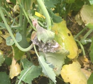 Sclerotinia stem rot lesion growing. Credit: Justine Cornelsen