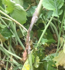 Sclerotinia stem rot disease symptoms in canola