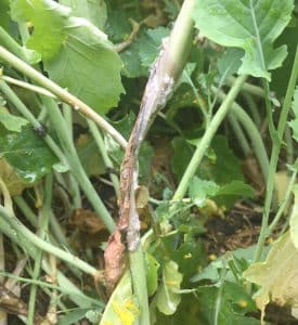 Sclerotinia stem rot. Credit: Justine Cornelsen