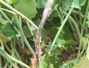 sclerotinia stem rot (disease) in canola