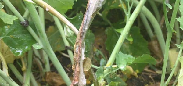 sclerotinia stem rot (disease) in canola