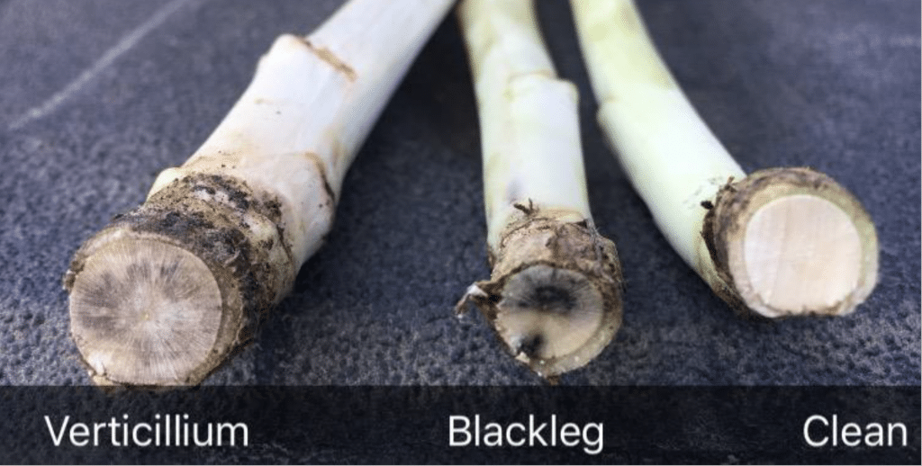 stem cross section comparison of verticillium stripe and blackleg