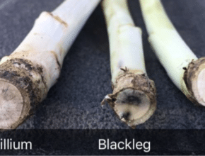 stem cross section comparison of verticillium stripe and blackleg