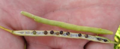 All these seeds would be considered "changed."
