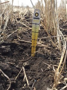 Aim for a seeding depth of less than 1". Credit: Justine Cornelsen