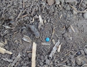 Seed stranded in dry soil will need rain to germinate, but once rains come emergence will be quick. Credit: Angela Brackenreed