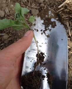 This canola was seeded 2+ inches deep as a result of poor drill settings. Dry soil conditions made the situation worse.